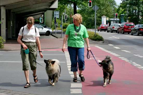 Der Eurasierspaziergang 09.07.06 in Celle