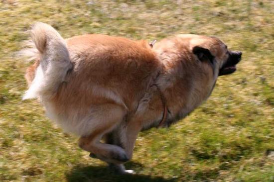 Eurasier-Spaziergang April 2006 - 1