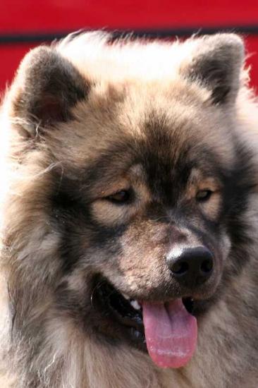 Eurasier-Spaziergang April 2006 - 7