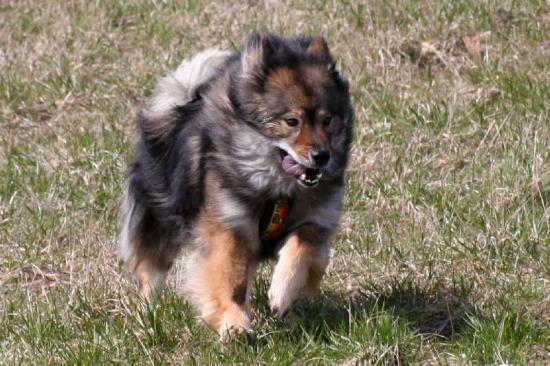 Eurasier-Spaziergang April 2006 - 8