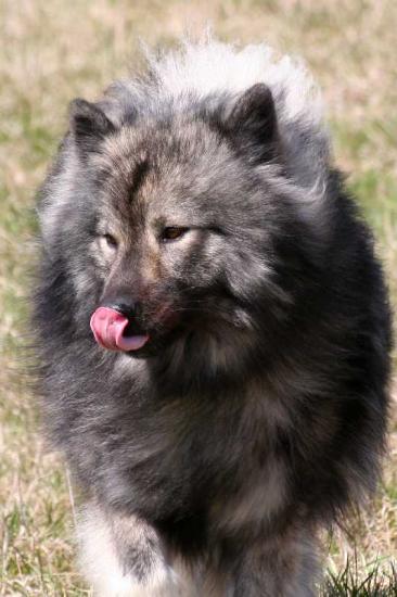 Eurasier-Spaziergang April 2006 - 9