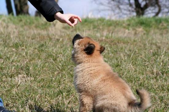 Eurasier-Spaziergang April 2006 - 13