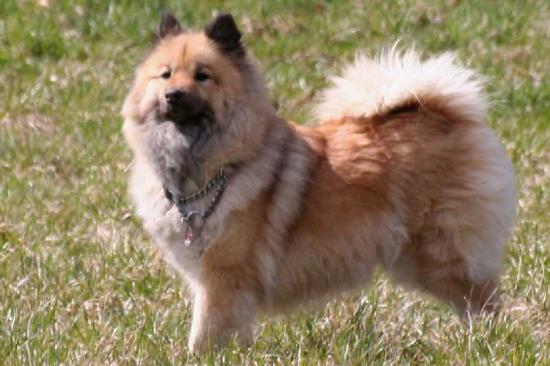 Eurasier-Spaziergang April 2006 - 16