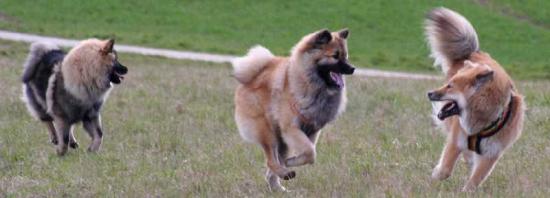 Eurasier-Spaziergang April 2006 - 23