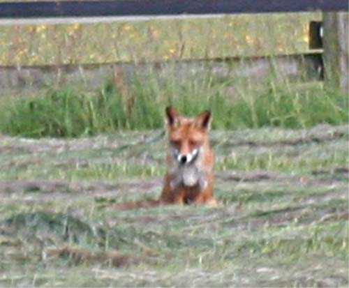 Fuchs, du hast die Gans gestohlen...