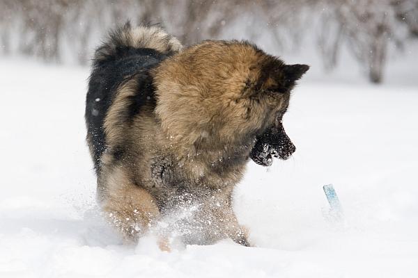 Schneehund I