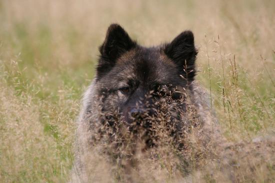 Gras über die Sache wachsen lassen