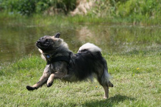 Spiderdog