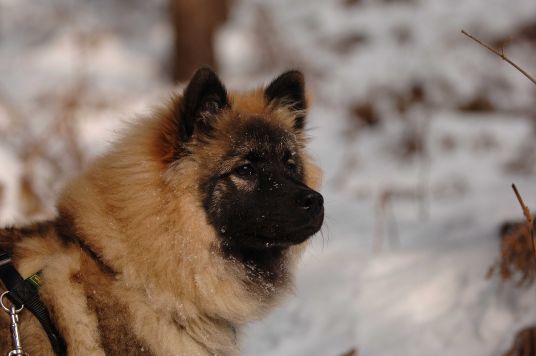 Rika bei den Wolfstagen