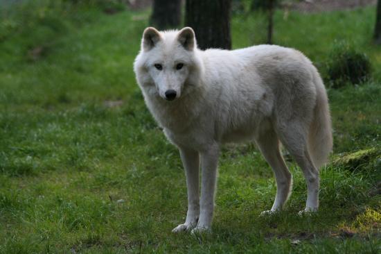 Ein Wolf im Grünen