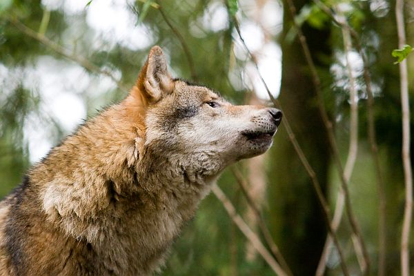 Verrückter Wolf