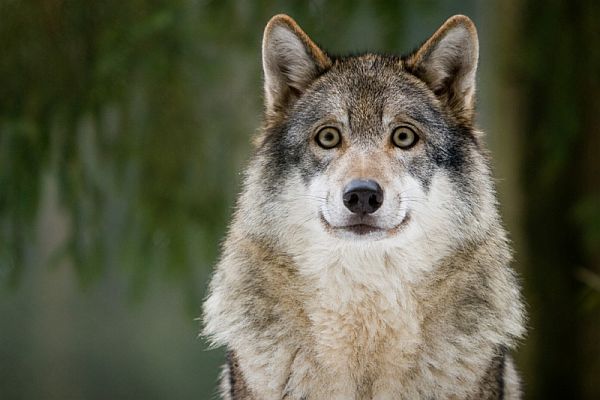 Warum hast du so große Augen?