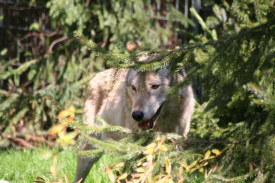 Zoo Hannover