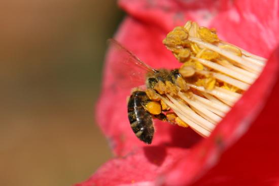 Bienchen