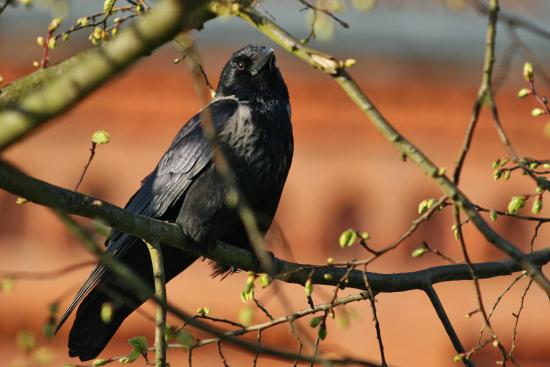 Black on the Tree