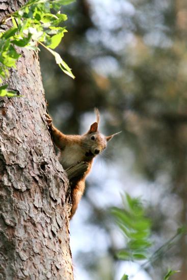 Eichhörnchen