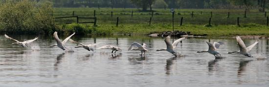 Der fliegende Schwan