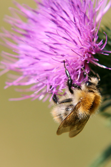 Bienchen summ herum