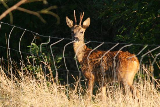 Wildlife-Rehbock