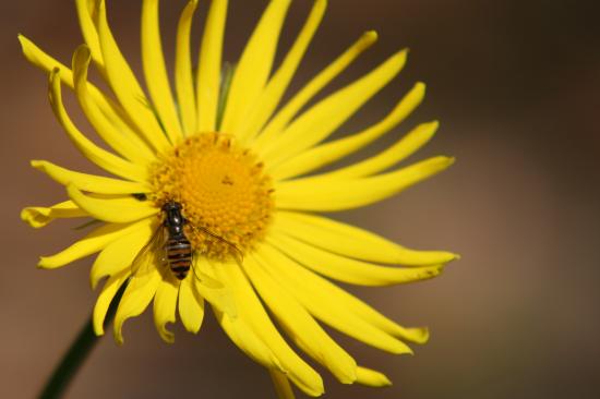 Blümchen und Bienchen