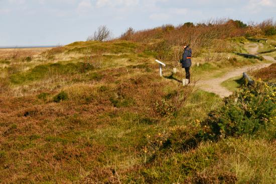 Heide an der See