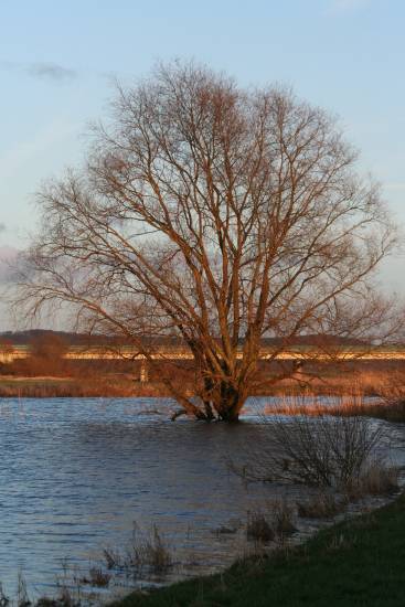 -- Ein Baum --