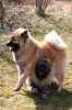 Eurasier-Spaziergang April 2006 - 2