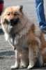 Eurasier-Spaziergang April 2006 - 6