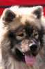 Eurasier-Spaziergang April 2006 - 7