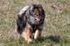 Eurasier-Spaziergang April 2006 - 8