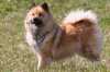 Eurasier-Spaziergang April 2006 - 16