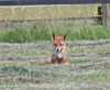 Fuchs, du hast die Gans gestohlen...